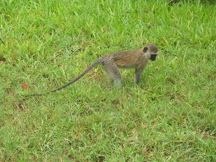 Kenya 118